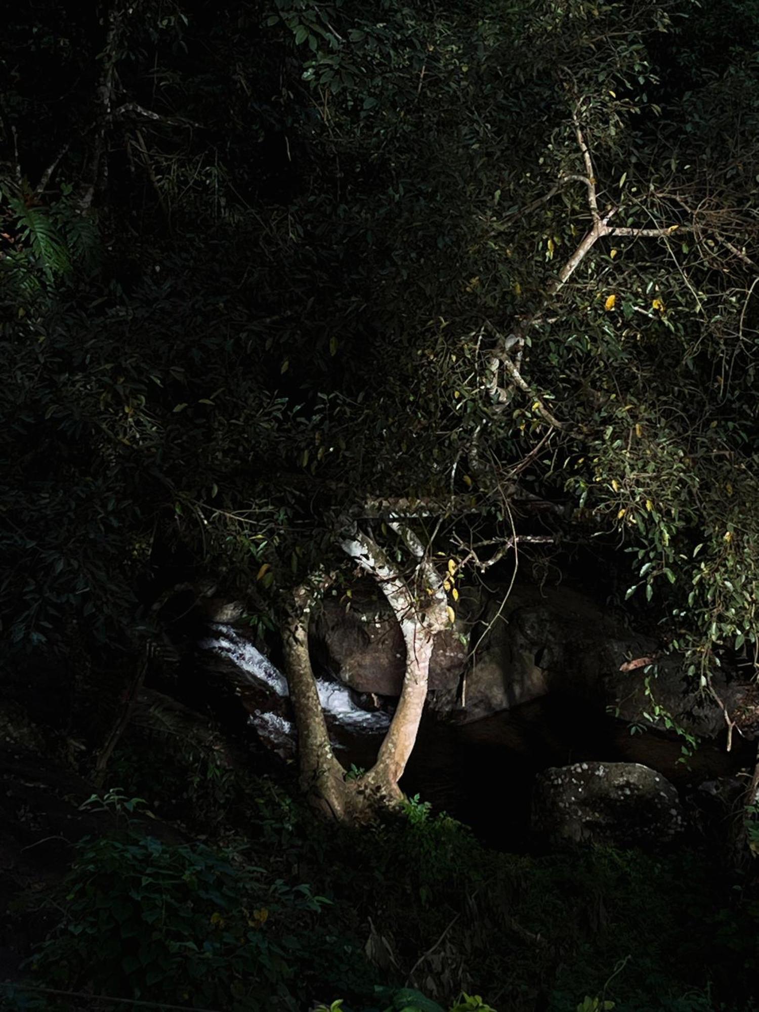 Mahout Resort Wayanad - An Experiential Jungle Stay With Waterfall Kalpatta Ngoại thất bức ảnh